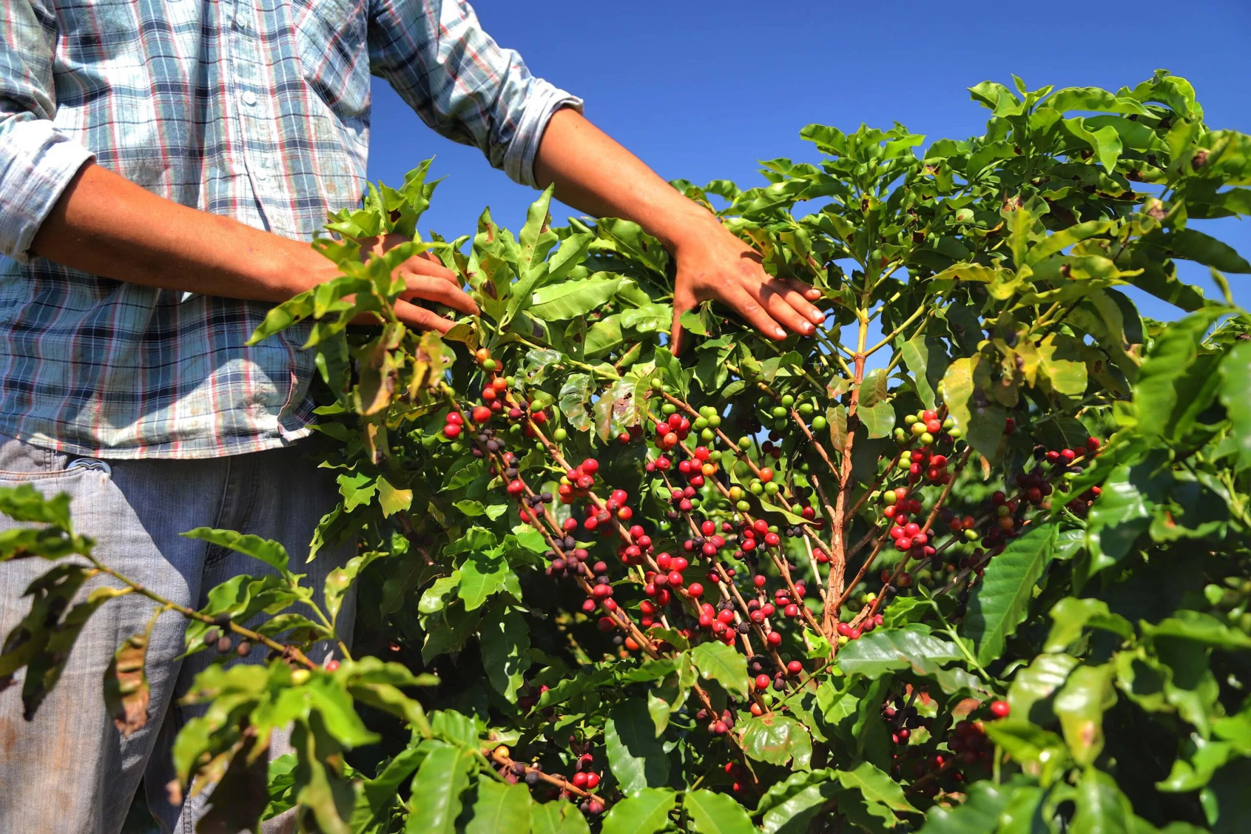 Plantação de café no Norte do Paraná
